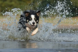 Calor excessivo em Teresina exige cuidados redobrados com os pets