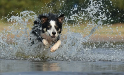 Calor excessivo em Teresina exige cuidados redobrados com os pets