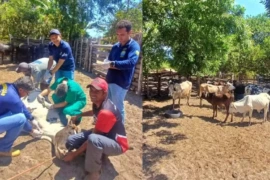 Adapi determina abate de quatro vacas com tuberculose bovina no litoral do Piauí