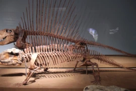 Pesquisa liderada pela UFPI revela primeiros fósseis de pelicossauros no Brasil