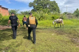 Operação Porteira Fechada cumpre mandados contra responsáveis por animais soltos em Floriano