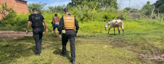 Operação Porteira Fechada cumpre mandados contra responsáveis por animais soltos em Floriano