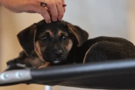 Nova lei regulamenta guarda compartilhada de pets após separação