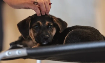 Nova lei regulamenta guarda compartilhada de pets após separação