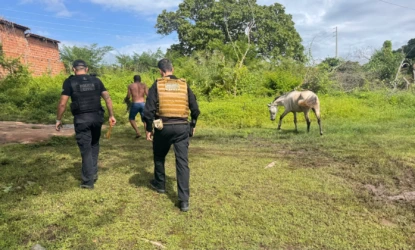 Operação Porteira Fechada cumpre mandados contra responsáveis por animais soltos em Floriano