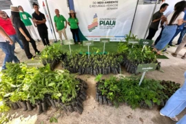Piauí supera 3,6 milhões de mudas distribuídas e avança na recuperação ambiental