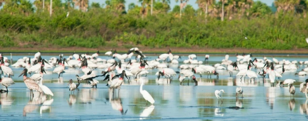 Piauí lidera desmatamento entre municípios brasileiros em 2025, aponta MapBiomas