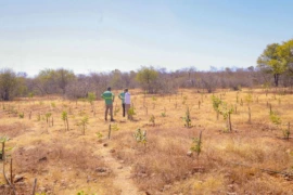 El Niño avança e pode provocar calor intenso, seca e aumento de incêndios no Piauí