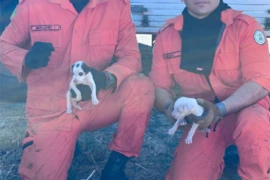 Incêndio atinge dois bairros de Oeiras e deixa animais feridos