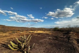 Seca e estiagem levam mais três municípios do Piauí à emergência